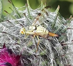 Terellia nigronota