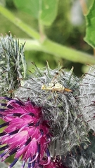 Terellia nigronota