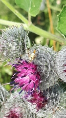 Terellia nigronota