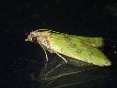 Doloessa viridis