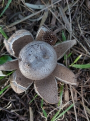 Myriostoma australianum