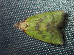 Doloessa viridis