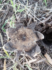 Myriostoma australianum