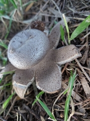 Myriostoma australianum