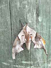 Coequosa australasiae