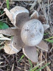 Myriostoma australianum