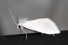 Schoenobiinae