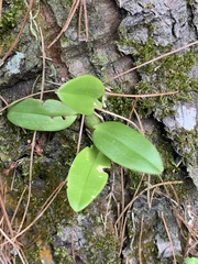 Bulbophyllum griffithii