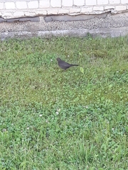 Turdus merula