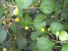 Ficus deltoidea