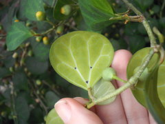 Ficus deltoidea