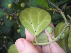 Ficus deltoidea