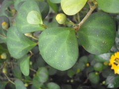 Ficus deltoidea