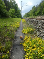 Genista pilosa