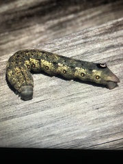 Proserpinus flavofasciata