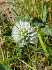 Trifolium pratense