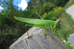 Neoconocephalus ensiger