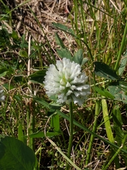 Trifolium pratense