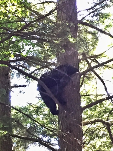 American Black Bear photographed in Vermont