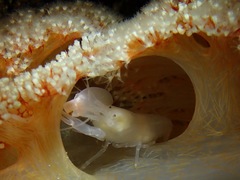 Synalpheus neomeris