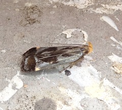 Dichomeris ochripalpella