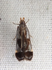 Dichomeris ochripalpella