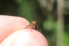 Chrysops univittatus