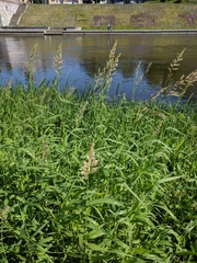 Phalaris arundinacea