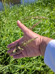 Phalaris arundinacea