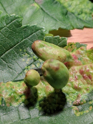 Elm Sack Gall Aphid