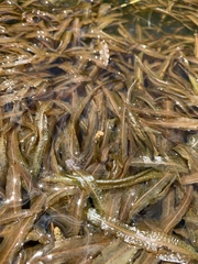 Potamogeton alpinus