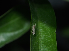 Labdia oxychlora