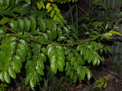 Phyllanthus reticulatus