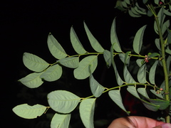 Phyllanthus reticulatus
