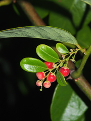 Phyllanthus reticulatus