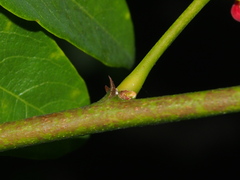 Phyllanthus reticulatus