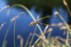 Carex cusickii