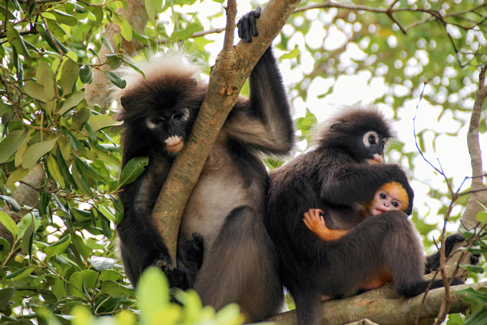 Dusky leaf monkey, spectacled langur, or spectacled leaf monkey  (Trachypithecus obscurus)