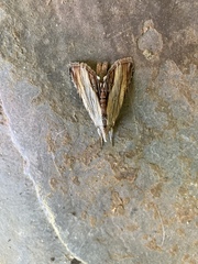 Cucullia convexipennis