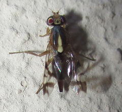 Coelotrypes