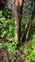 Terminalia bellirica