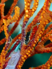 Hamodactylus boschmai