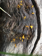 Calocera guepinioides