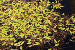 Potamogeton epihydrus