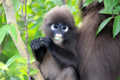 Dusky Leaf Monkey, photo 2 of 7