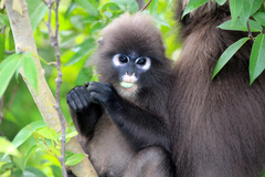 Dusky Leaf-Monkey photo 2