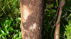 Terminalia bellirica