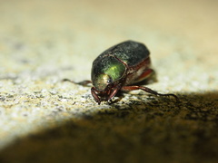Anomala russiventris