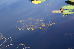 Potamogeton epihydrus