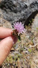 Monardella sheltonii